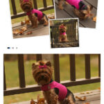 Little Dog Harness Free Sewing Pattern